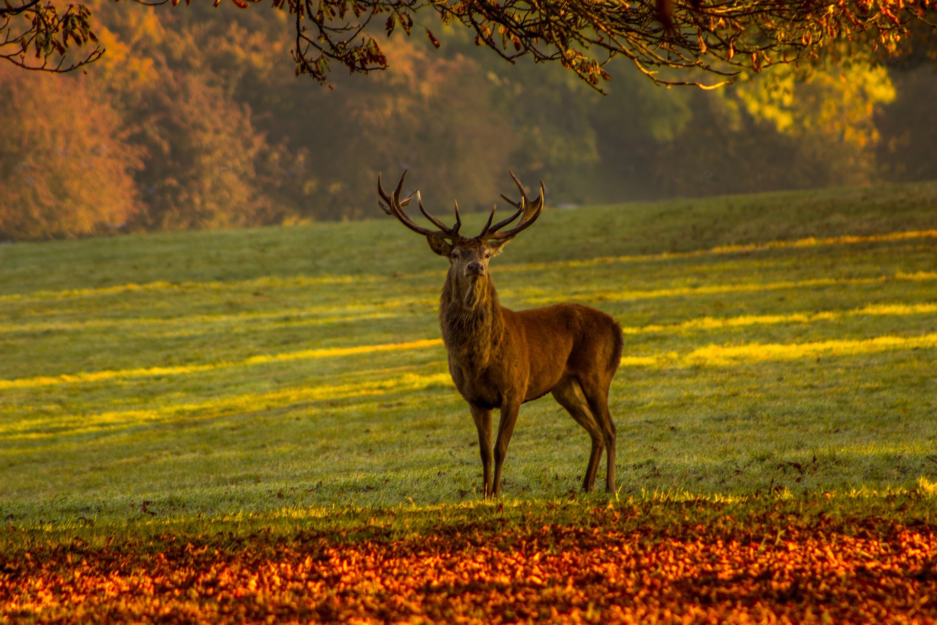 Excursion brame du cerf en Touraine - val de loire écotourisme