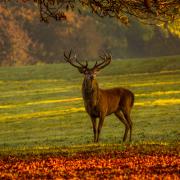 Excursion brame du cerf en Touraine - val de loire écotourisme