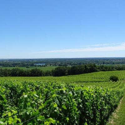 Vignoble Bordeaux