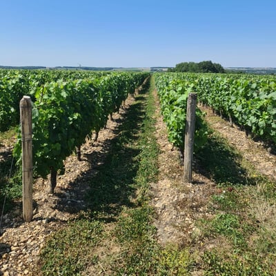 Rando nature vignes Vouvray