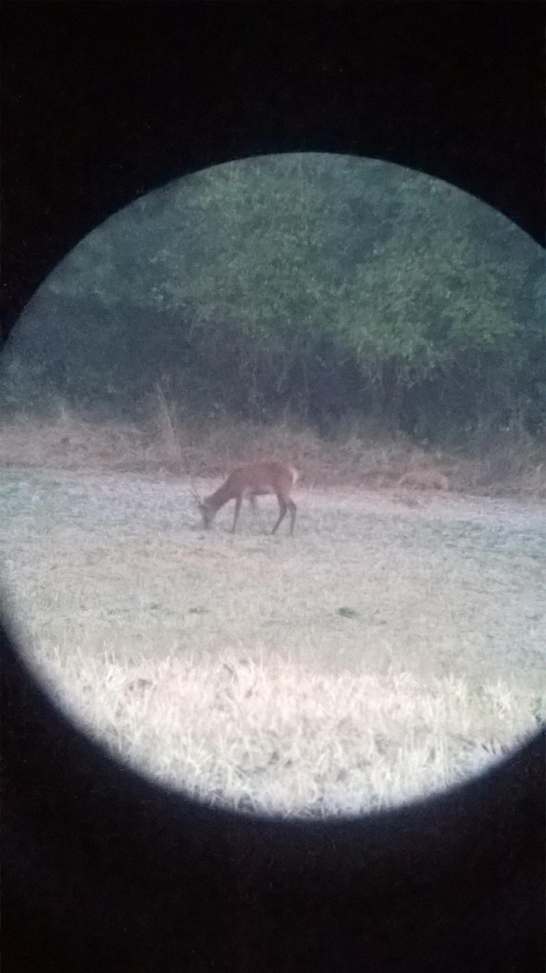 Séjour brame du cerf