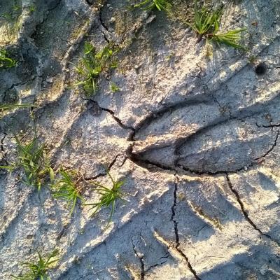 Traces faune sauvage de touraine