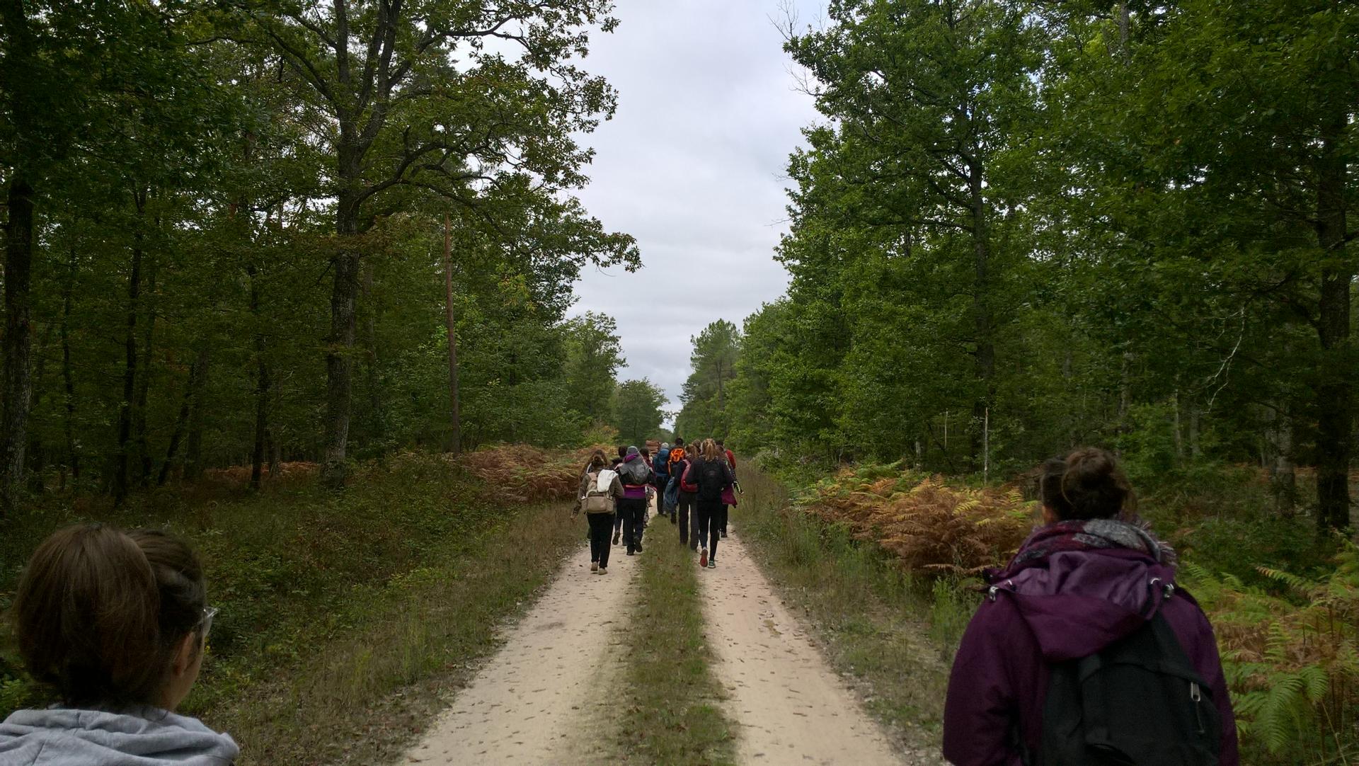 Forêt de Chinon